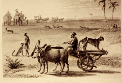 I ghepardi da caccia da William Daniell