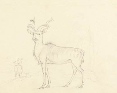 Il Koodoo da William Daniell