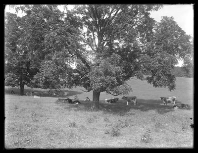 Mucche che riposano sotto un albero, probabilmente la fattoria McCready, Contea di Crawford, Pennsylvania, c.1913 da William Davis Hassler