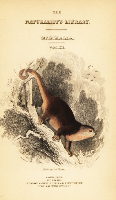 Cusco orso di Sulawesi, Ailurops ursinus, 1841 (incisione) da William Dickes