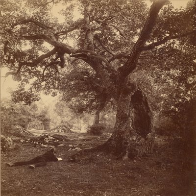 Foresta di Fontainebleau da William Drooke Harrison