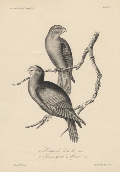 1. Psittacula lineola e 2. Brotogeris aurifrons, litografia di J.T. Bowen, 1850 da William E. Hitchcock