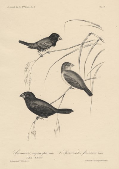 Spermestes Nigriceps (maschio e femmina) e Spermestes Fuscans, litografia di J.T. Bowen, 1850 da William E. Hitchcock