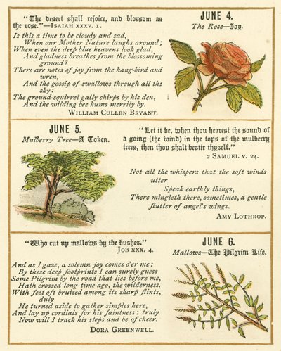 Pagina dal Libro Emblema della Bibbia Anniversario da William Foster