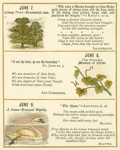 Pagina dal Libro Anniversario della Bibbia Emblema da William Foster