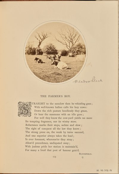 [Scena pastorale con bestiame che riposa in un campo, Inghilterra]. da William Grundy