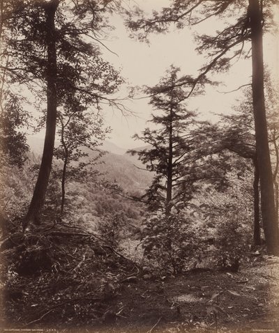 Vista della scogliera attraverso gli alberi da William H. Rau