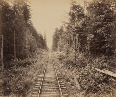 Foresta di cicuta da William H. Rau