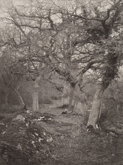 Foresta di Fontainebleau da William Harrison