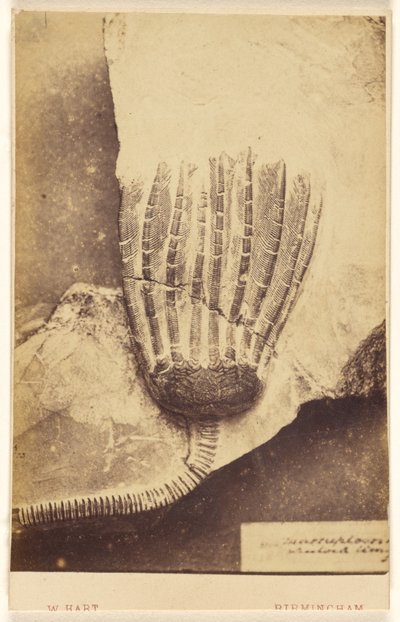 [Fossile di crinoide] da William Hart