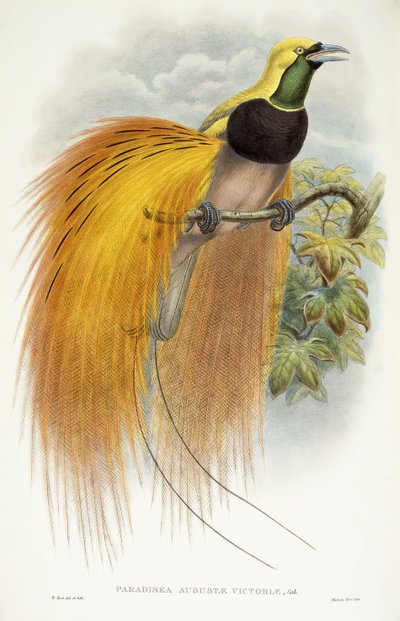 Paradisea Augustae Victoriae, 1891-1898 da William Hart
