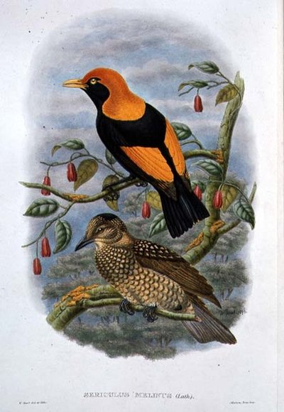 Sericulus Melinus da William Hart