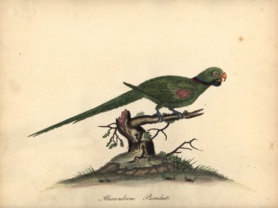 Parrocchetto alessandrino, Psittacula eupatria da William Hayes