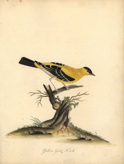 Cardellino americano, Carduelis tristis. Incisione a mano colorata di William Hayes da Portraits of Rare and Curious Birds from the Menagery of Osterly Park da William Hayes