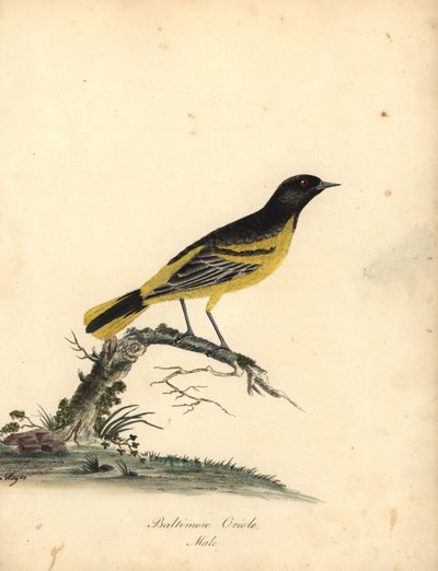 Oriolo di Baltimora, Icterus galbula. (Oriolo di Baltimora, Oriolus baltimore) Incisione a mano colorata di un
