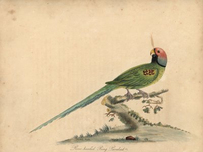 Parrocchetto testa di rosa, Psittacula roseata da William Hayes