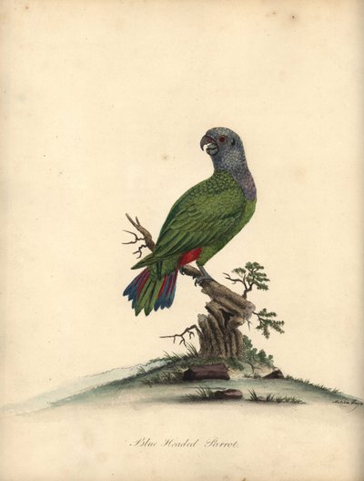Pappagallo dalla testa blu, Pionus menstruus. Incisione a mano colorata di un