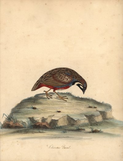 Quaglia dal petto blu, Coturnix chinensis. Incisione a mano colorata di un