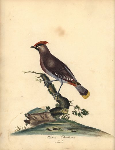 Beccofrusone boemo, Bombycilla garrulus. (Cinguettatore ceroso, Ampelis garrulus) Incisione a mano colorata di un