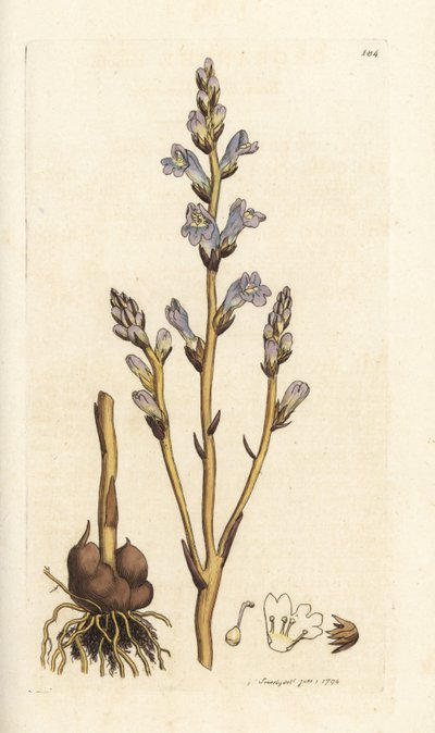 Orobanche ramosa da William Hayes