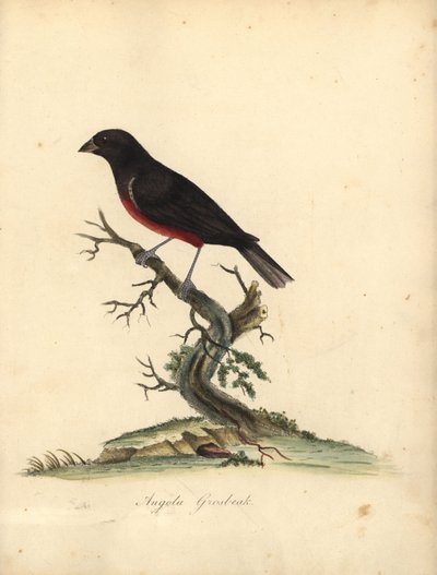 Fringuello dal ventre castano, Oryzoborus angolensis. (Grosbeak dell