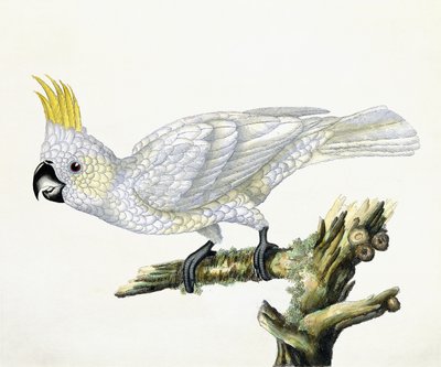 Cacatua, 1779 da William Hayes