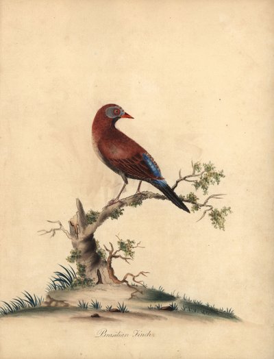 Granatiere comune, Uraeginthus granatinus, nativo dell