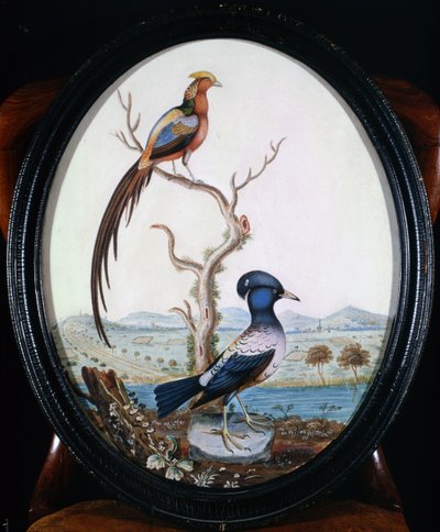 Fagiano Dorato e Ghiandaia da William Hayes