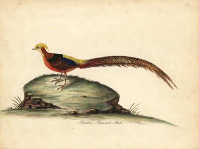Fagiano dorato o cinese, Chrysolophus pictus, maschio. Incisione a mano colorata di un