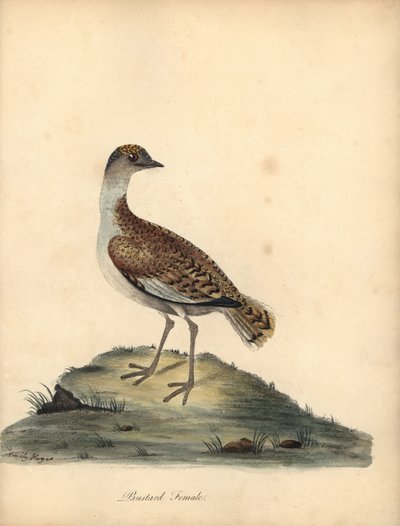 Grande otarda, Otis tarda, femmina. Incisione a mano colorata di William e Emily Hayes da Portraits of Rare and Curious Birds from the Menagery of Osterly Park da William Hayes