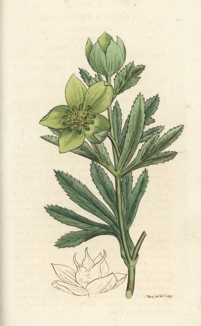 Elleboro verde, Helleborus viridis. Incisione a mano colorata su rame di James Sowerby da English Botany di James Smith, Londra da William Hayes