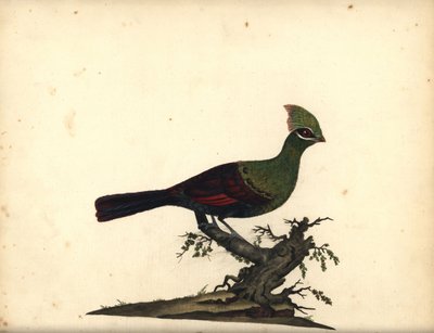 Turaco verde, Tauraco persa (incisione di William Hayes da 