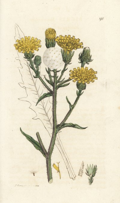 Lingua di falco, Picris hieracioides. Incisione a mano colorata da James Sowerby da 