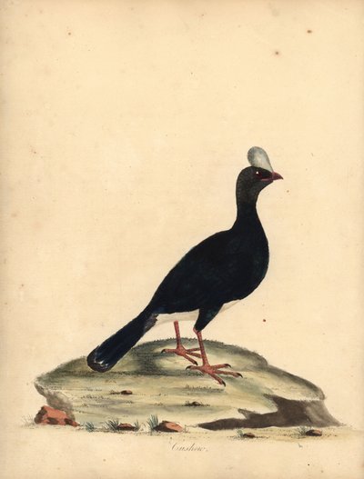 Curassow cornuto, Pauxi unicornis. Incisione a mano colorata di William Hayes da Portraits of Rare and Curious Birds from the Menagery of Osterly Park da William Hayes