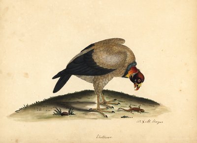 Avvoltoio reale, Sarcoramphus papa da William Hayes