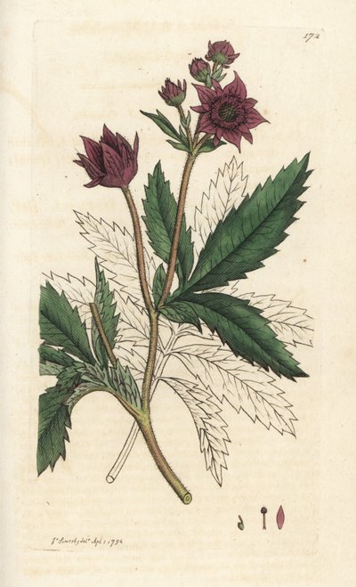 Cinquefoil di palude, Comarum palustre. Incisione a mano colorata da James Sowerby da 