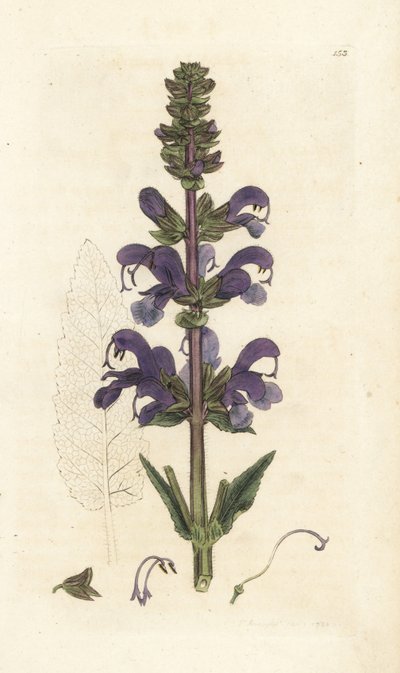 Salvia pratensis da William Hayes