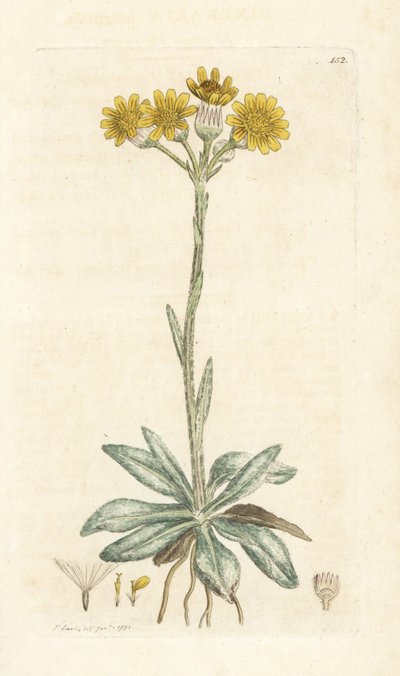 Senecione montano, Tephroseris integrifolia (Cineraria integrifolia). Incisione a mano colorata su rame di James Sowerby da English Botany di James Smith, Londra da William Hayes