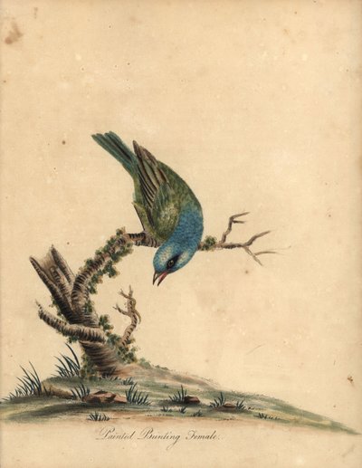 Pettirosso dipinto, Passerina ciris, femmina (incisione di William Hayes da 
