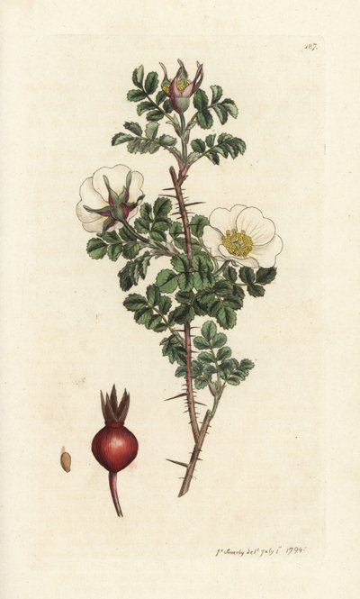 Rosa spinosa, Rosa spinosissima da William Hayes