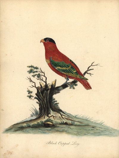 Lori dal collo puro, Lorius domicella. In pericolo. Lori dal cappuccio nero, Psittacus domicilla. Incisione a mano colorata di un