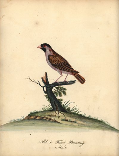 Quelea dal becco rosso, Quelea quelea, maschio. Incisione a mano colorata di William Hayes da Portraits of Rare and Curious Birds from the Menagery of Osterly Park da William Hayes