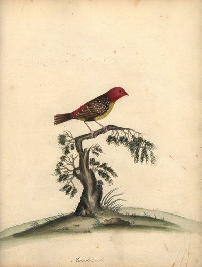 Avadavat rosso, Amandava amandava. Incisione a mano colorata di William Hayes da Portraits of Rare and Curious Birds from the Menagery of Osterly Park da William Hayes