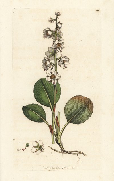Pyrola rotundifolia da William Hayes