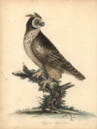 Gufo dalle orecchie corte, Asio flammeus (incisione di William Hayes e sua figlia Matilda da 