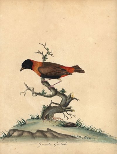 Vescovo rosso meridionale, Euplectes orix. Incisione a mano colorata di William Hayes da Portraits of Rare and Curious Birds from the Menagery of Osterly Park da William Hayes
