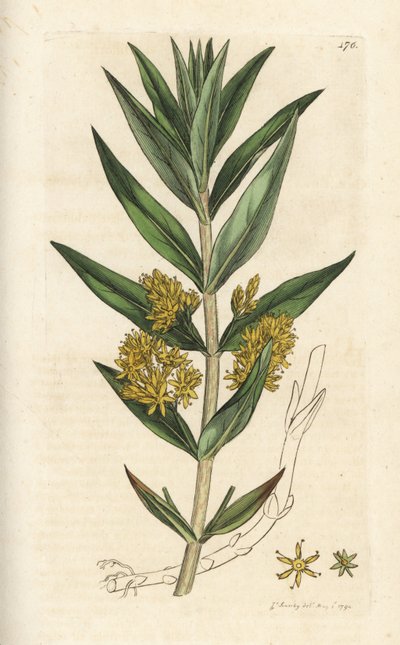 Lisimachia thyrsiflora da William Hayes