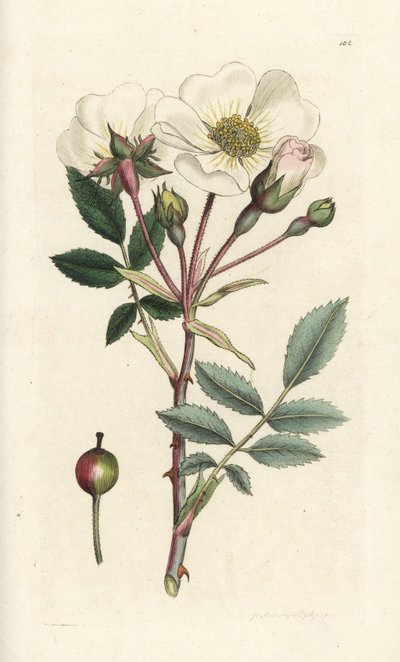 Rosa canina, Rosa arvensis da William Hayes