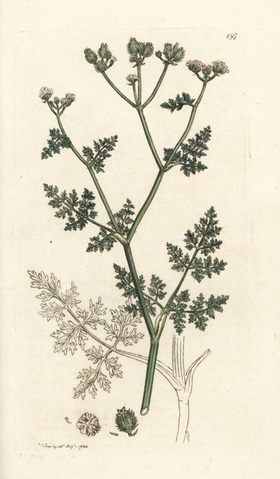 Fiore di pizzo bianco, Orlaya grandiflora da William Hayes