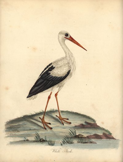 Cicogna bianca, Ciconia ciconia (incisione di William Hayes e Matilda Hayes da 